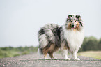 longhaired Collie