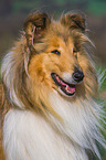 longhaired Collie portrait