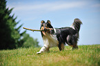 playing longhaired Collie