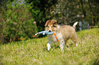 Collie Puppy