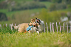 2 Collie Puppies