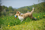 Collie Puppy