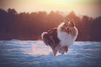 running longhaired Collie