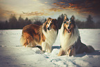 2 Collies