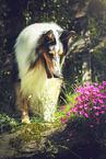 longhaired Collie
