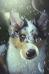 longhaired Collie Puppy