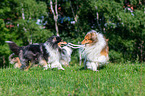 longhaired Collies