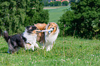 longhaired Collies