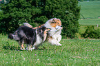 longhaired Collies