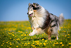 blue-merle Collie