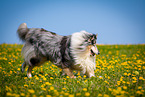 blue-merle Collie