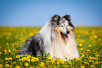 blue-merle Collie
