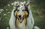 Collie Portrait