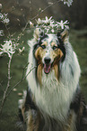 Collie Portrait