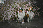 2 Collies
