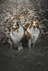 2 Collies