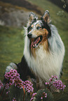 sitting Collie