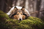 lying Collie