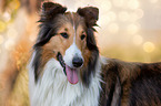 longhaired Collie Portrait