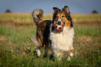 playing longhaired Collie