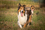 2 longhaired Collie