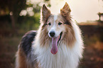 longhaired Collie Portrait