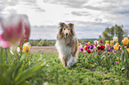 Collie in tulips