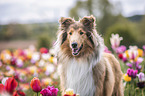 Collie in tulips