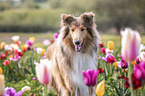 Collie in tulips