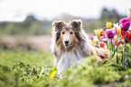 Collie in tulips