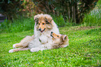 longhaired Collie Puppys playing