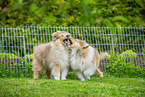 longhaired Collie Puppies playing