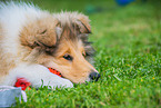 lying longhaired Collie Puppy