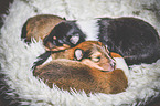 sleeping Collie Puppies