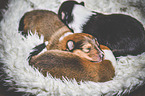 sleeping Collie Puppies