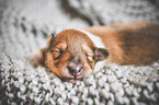 sleeping Collie Puppy