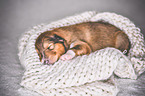 sleeping Collie Puppy