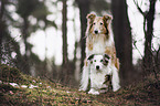 Collie and Border Collie