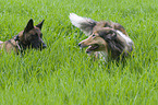 Collie with Malinois