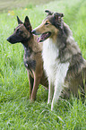 Collie with Malinois