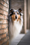 standing Collie