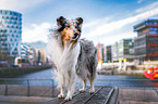 standing Collie