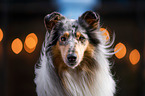 Collie portrait