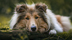 lying Collie