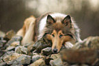 lying Collie