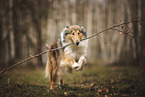 running Collie