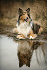 lying Collie