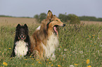 Collie with Sheltie