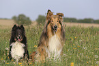 Collie with Sheltie