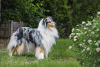 standing Collie